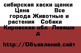 сибирская хаски щенки › Цена ­ 10 000 - Все города Животные и растения » Собаки   . Кировская обл.,Леваши д.